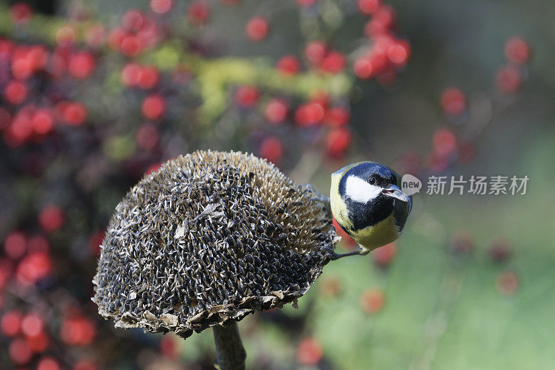 大山雀向日葵(Parus major)